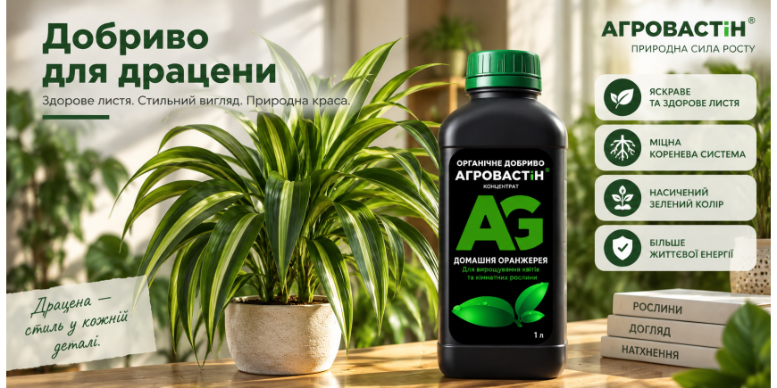 Добриво для драцени: як правильно підживлювати та доглядати за рослиною